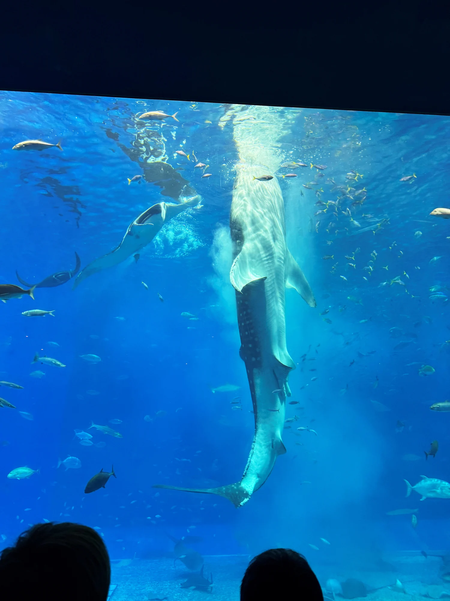 2025.07.29　3泊4日 沖縄社員旅行の風景